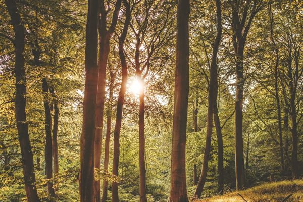 Pexels Photo 1459534 9Fb1a520 1920W